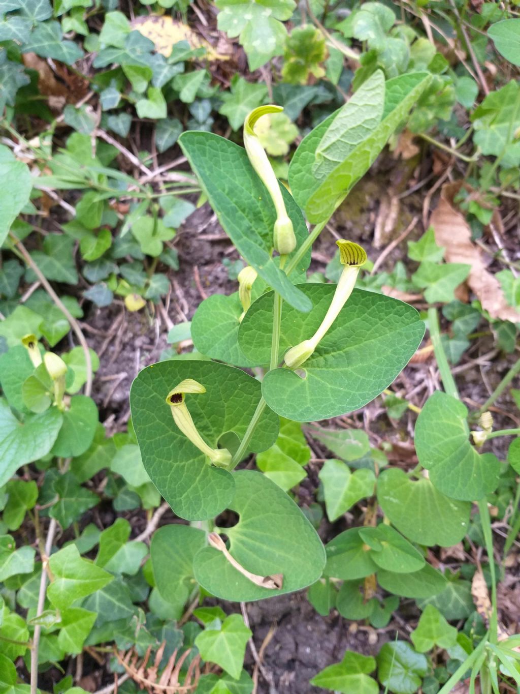 Aristolochia lutea